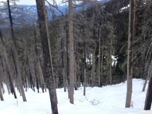 Blackcomb glades